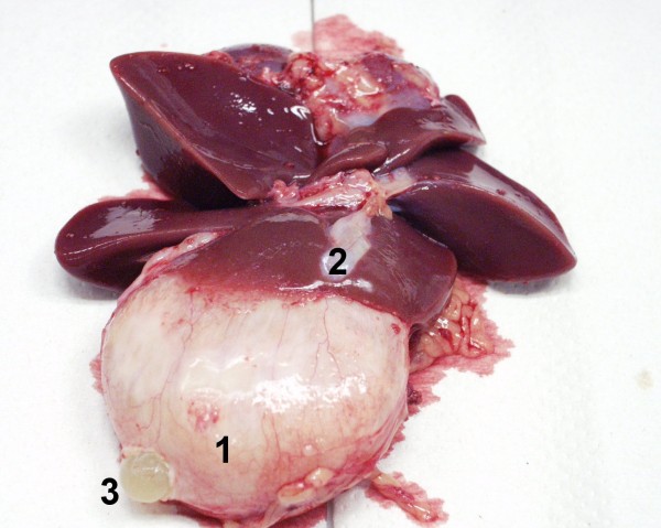 Case #12, Fig. 5