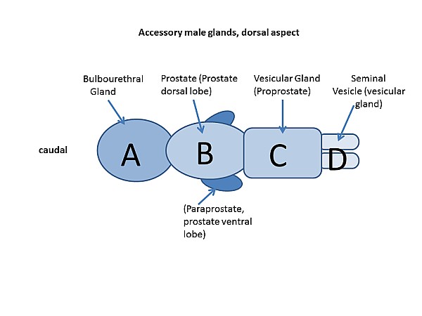 Case #17, Fig. 6