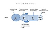 Case 17, Fig. 6