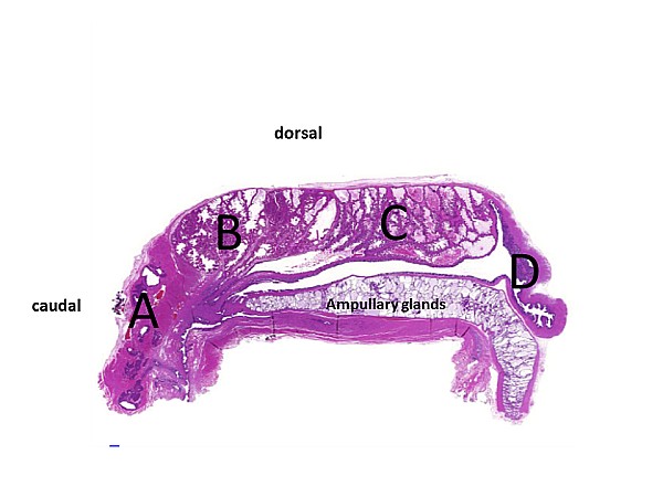 Case #17, Fig. 8