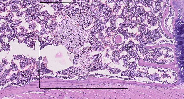 Case #28, Fig. 9