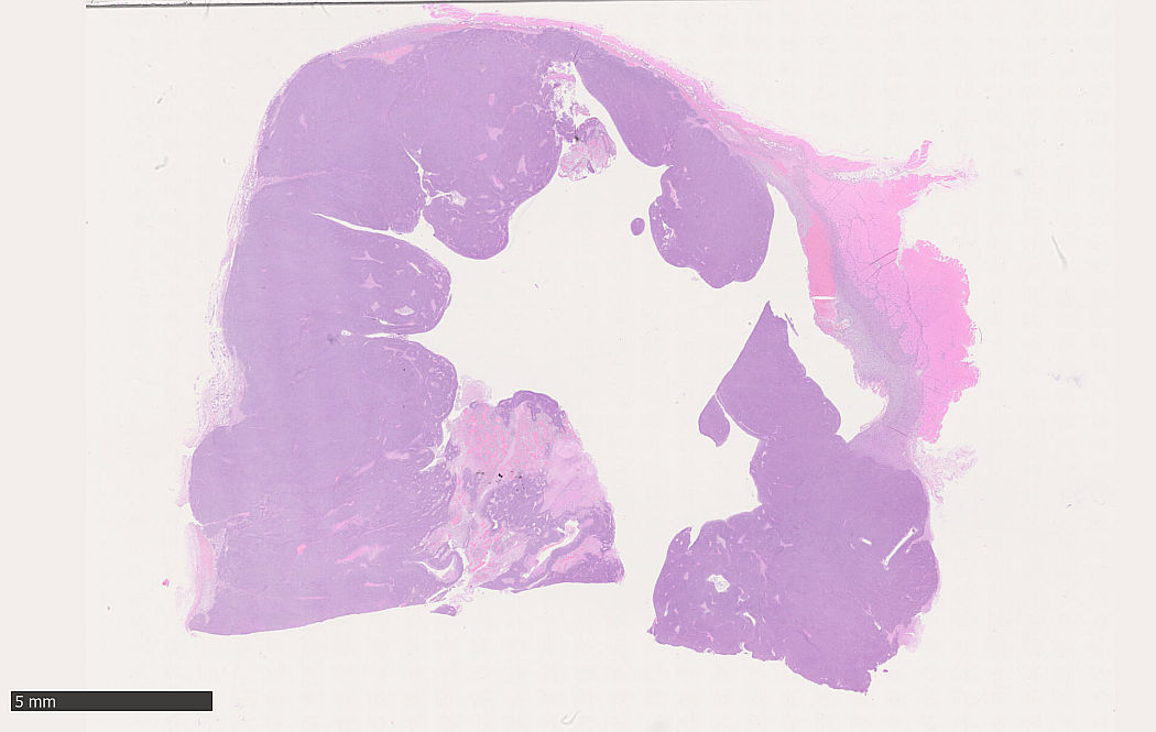 Case #29, Fig. 2