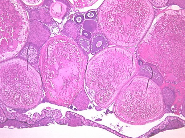 Case # 2, Fig. 1